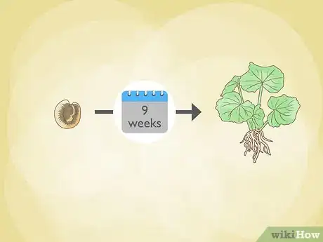 Image titled Propagate Hollyhocks Step 8