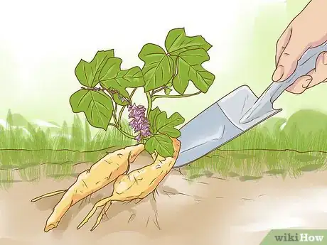 Image titled Harvest Kudzu Step 11