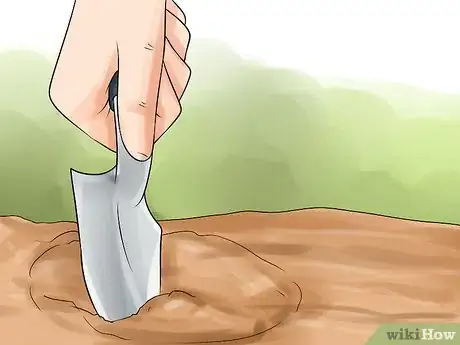 Image titled Divide a Lavender Plant Step 24