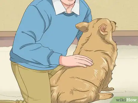 Image titled Manage Obesity in Senior Dogs Step 6