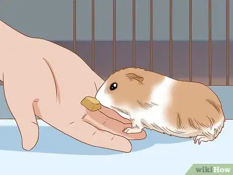 Image titled Get Your Guinea Pig to Eat a Treat Out of Your Hand Step 9