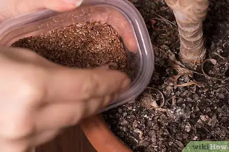 Image titled Propagate Rengarenga Step 1