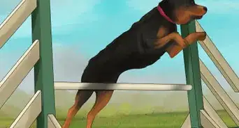 Diagnose Osteochondrosis Dissecans in Rottweilers