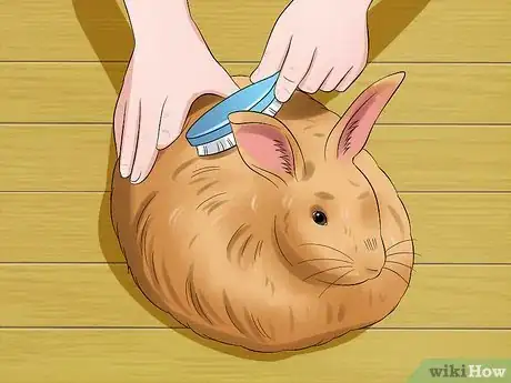 Image titled Care for Satin Angora Rabbits Step 4