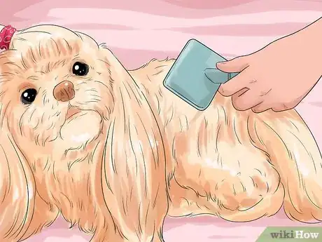 Image titled Groom a Shih Tzu at Home Step 8
