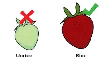 Grow Hydroponic Strawberries