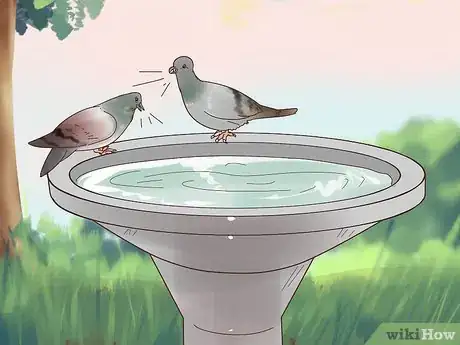Image titled Encourage Doves to Coo Step 6