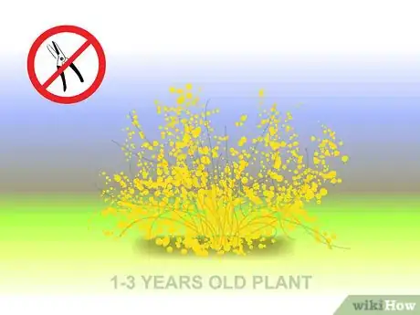 Image titled Prune Forsythia Step 03