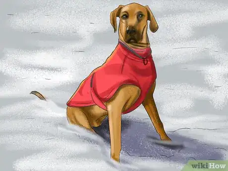 Image titled Tell if Your Older Dog Is over Exerting Itself Step 7