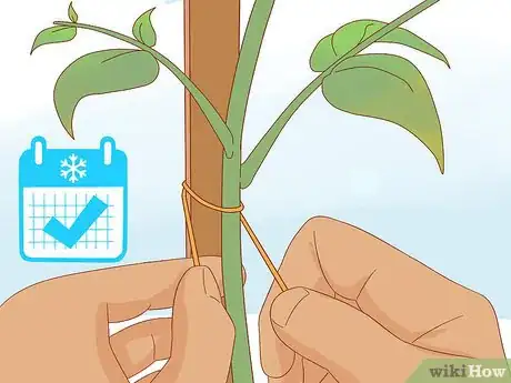 Image titled Prune Jasmine Step 18