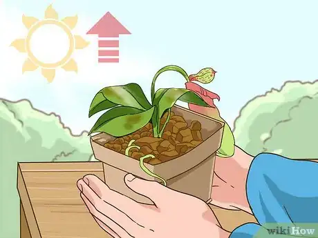 Image titled Care for Nepenthes (Tropical Pitcher Plants) Step 11