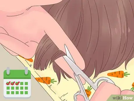 Image titled Show a Guinea Pig Step 8