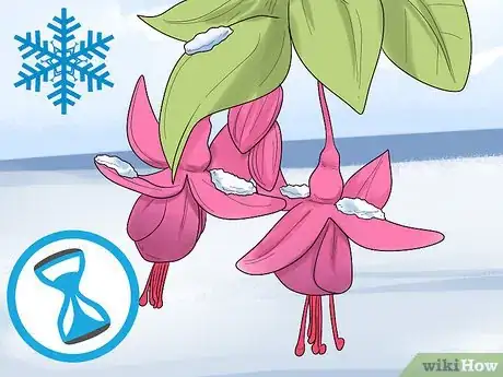 Image titled Prune Fuschias Step 2