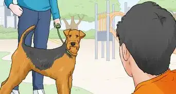 Identify an Airedale Terrier