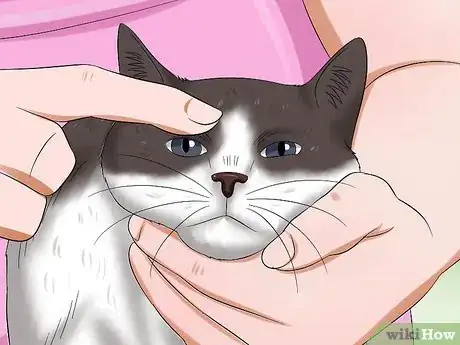 Image titled Diagnose Feline Upper Respiratory Illness Step 3