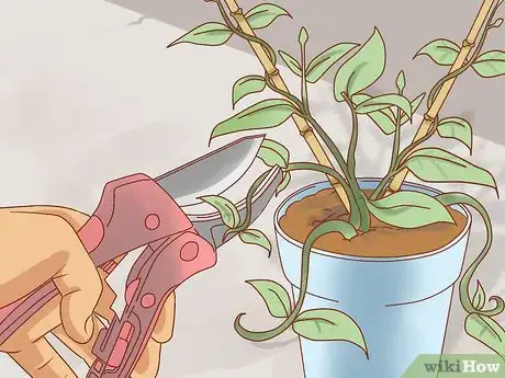 Image titled Prune Jasmine Step 17