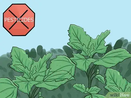 Image titled Eat Lamb's Quarters Step 9