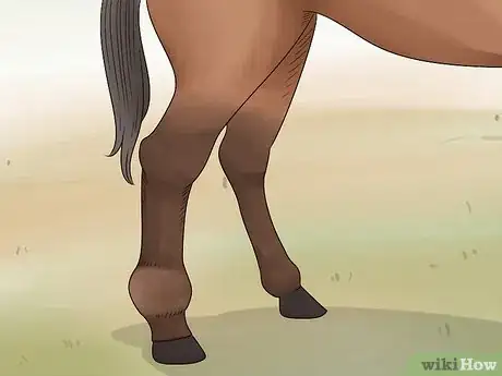 Image titled Handle Hind Leg Problems in Horses Step 1
