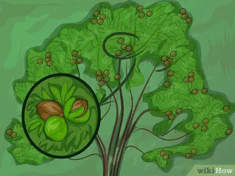 Image titled Harvest Pecans Step 3