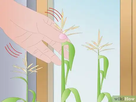 Image titled Grow Corn Indoors Step 9