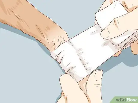 Image titled Treat a Dog for Snakebite in Australia Step 5