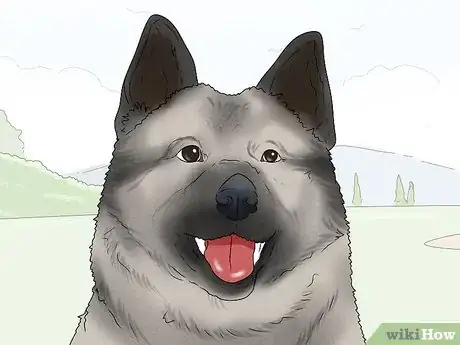 Image titled Identify a Norwegian Elkhound Step 2