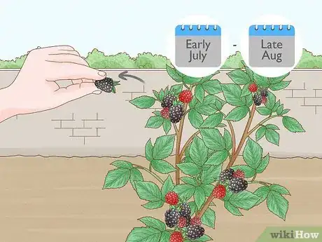 Image titled Harvest Blackberries Step 2