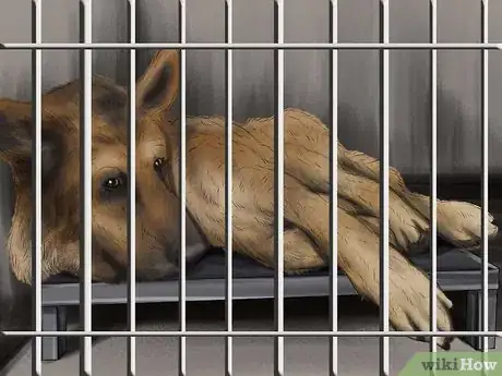 Image titled Determine Where to Get Your Dog Step 16