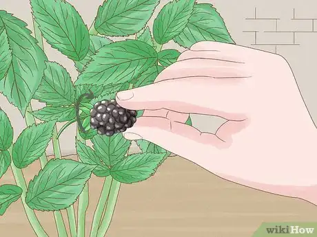 Image titled Harvest Blackberries Step 4
