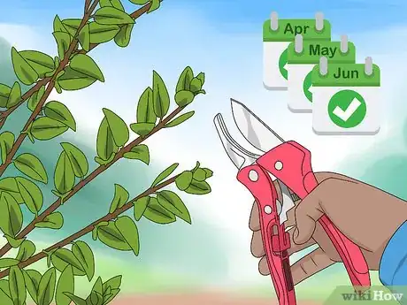 Image titled Prune Honeysuckle Step 1