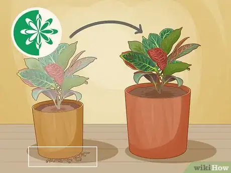 Image titled Care for a Croton Petra Step 10