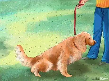 Image titled Keep a Dog or Cat Successfully While Living in an Apartment Step 14