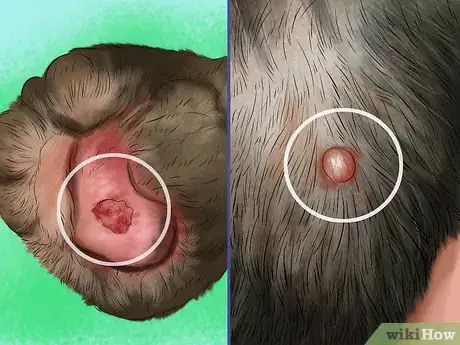 Image titled Care for Your Dog in the Winter Step 9