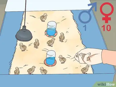 Image titled Raise Quail for Eggs Step 21