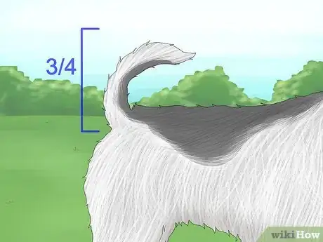Image titled Identify a Wire Fox Terrier Step 5
