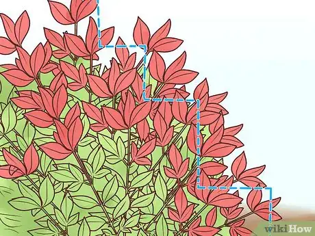 Image titled Prune Nandinas Step 4
