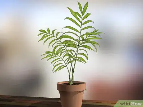 Image titled Choose Low‐Maintenance Houseplants Step 13