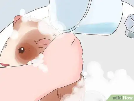 Image titled Show a Guinea Pig Step 5