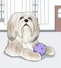 Identify a Lhasa Apso