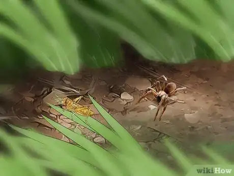 Image titled Identify a Wolf Spider Step 7