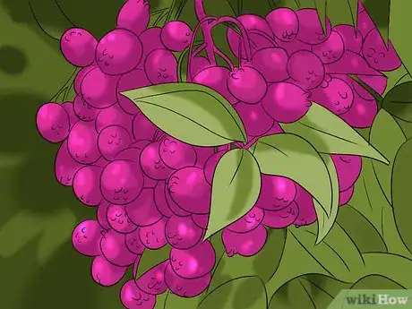 Image titled Grow Australian Native Plants Step 7