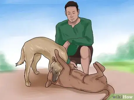 Image titled Get Dogs to Mate Step 19