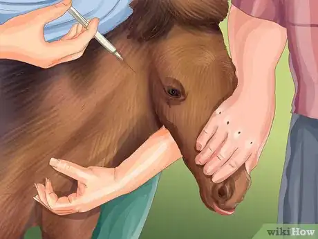 Image titled Vaccinate Newborn Foals Step 6