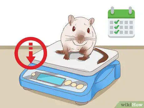 Image titled Diagnose Heart Failure in Gerbils Step 1