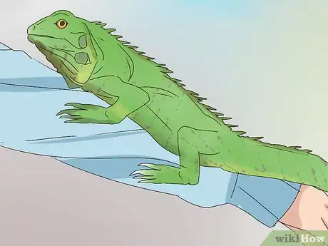 Image titled Buy an Iguana Step 10