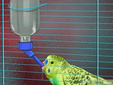 Image titled Prevent Infections in Parakeets Step 7