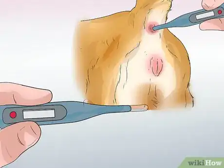 Image titled Treat Canine Leptospirosis Step 2