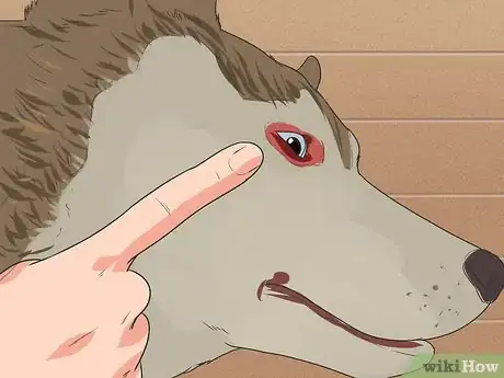 Image titled Diagnose Autoimmune Disorders in Siberian Huskies Step 2