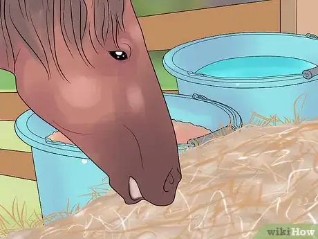 Image titled Prepare a Mare for Foaling Step 20