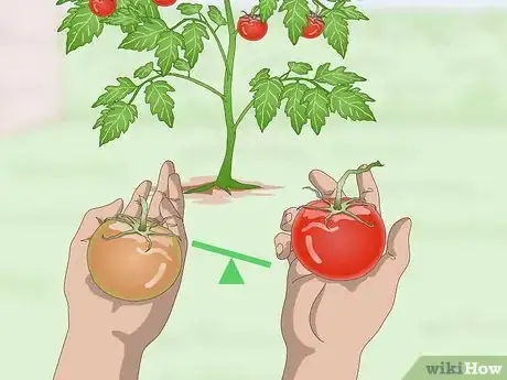 Image titled Pick Tomatoes Step 5